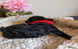 Cockapoo dogs for sale: Toy cockerpoo  - Advert 14