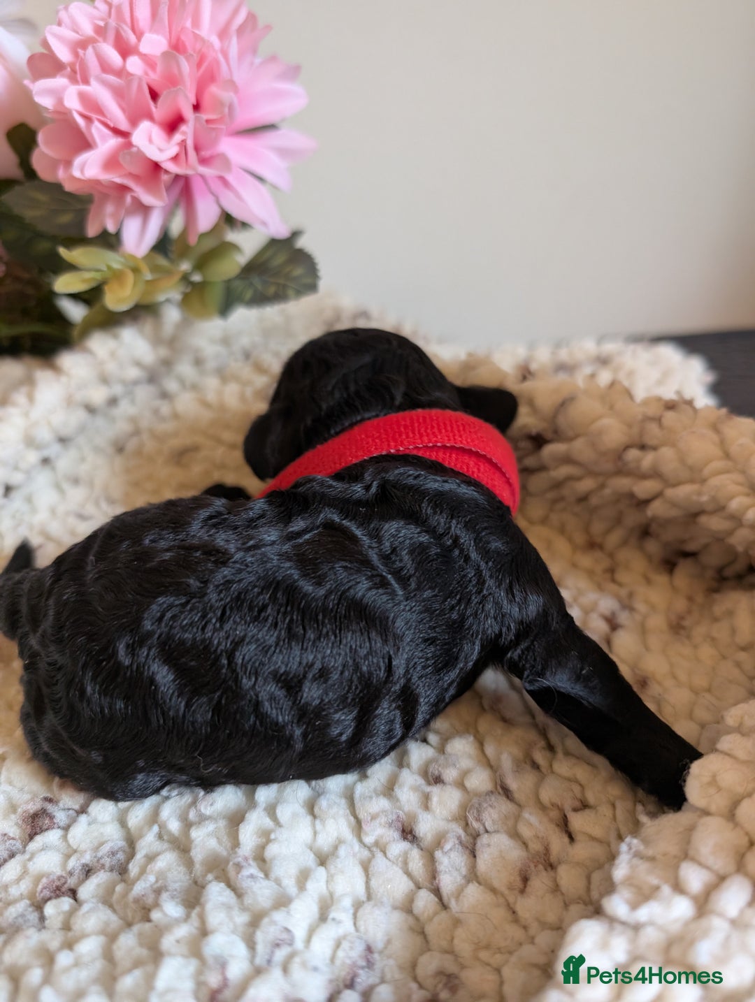 Cockapoo dogs for sale: Toy cockerpoo  - Advert 14