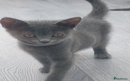 British Shorthair cats for sale: Full grey british short hair kittens  - Image 1