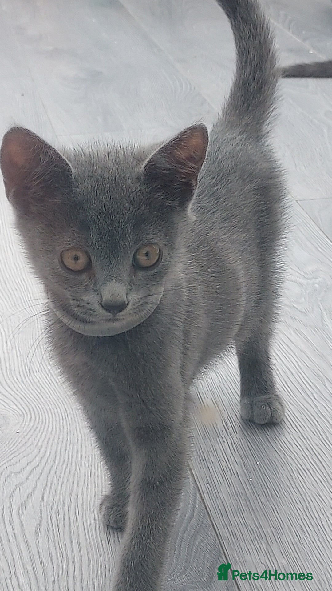 British Shorthair cats for sale: Full grey british short hair kittens  - Image 1