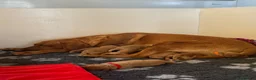 Labrador Retriever dogs for sale: EXCEPTIONAL KC reg DARK FOX RED LABRADOR PUPS - Advert 10