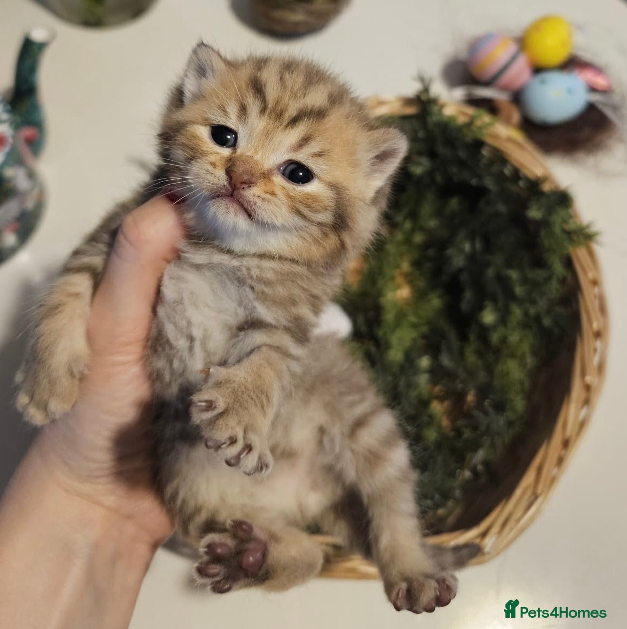 British Shorthair cats 🐾 🥰 British Shorthair Kittens 🥰🐾 - Advert 1