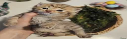 British Shorthair cats for sale: 🐾 🥰 British Shorthair Kittens 🥰🐾 - Advert 2