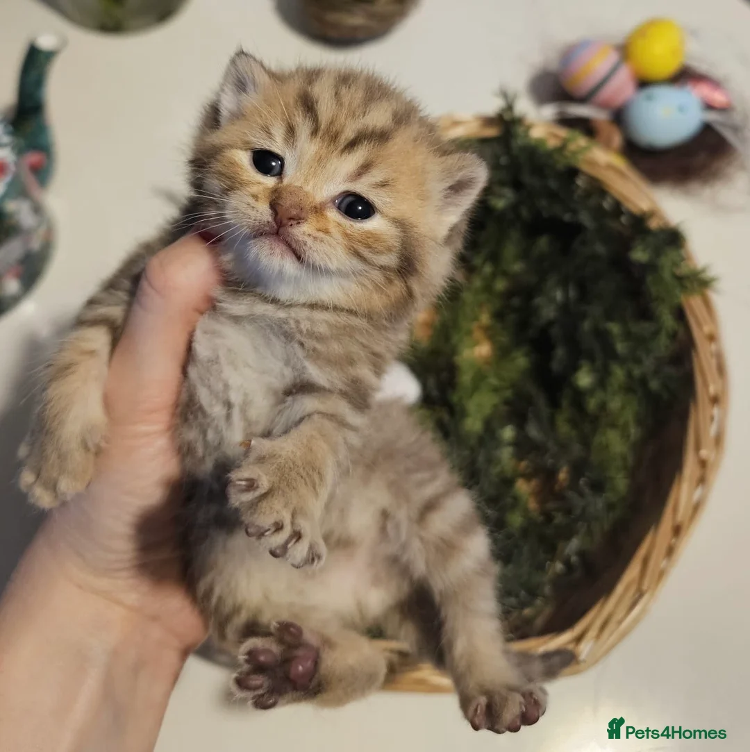 British Shorthair cats for sale: 🐾 🥰 British Shorthair Kittens 🥰🐾 - Advert 2