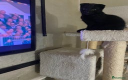 Mixed Breed cats for sale: Scottish fold cross for sale  - Image 23