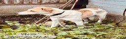 Mixed Breed dogs for adoption: Avis- 20 months - Available Devon area 🇬🇧🇬🇧 in Brixham - Advert 22