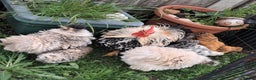 Chickens poultry for sale: Frazzler & silkie x pekin bantams - Advert 4