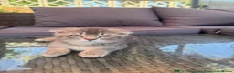 Scottish Fold cats for sale: ✨Kittens looking for forever home ✨ - Advert 6