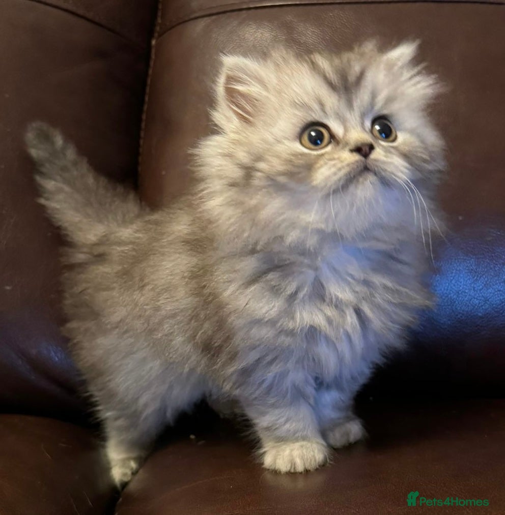 British Shorthair cats British shorthair X Persian girl kitten ready - Advert 13