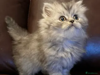 British Shorthair cats British shorthair X Persian girl kitten ready - Advert 13