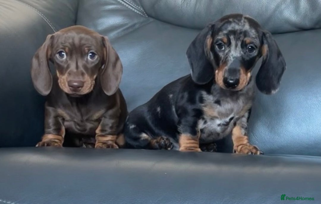 Dachshund dogs for sale: Beautiful miniature dachshund puppies  - Image 1