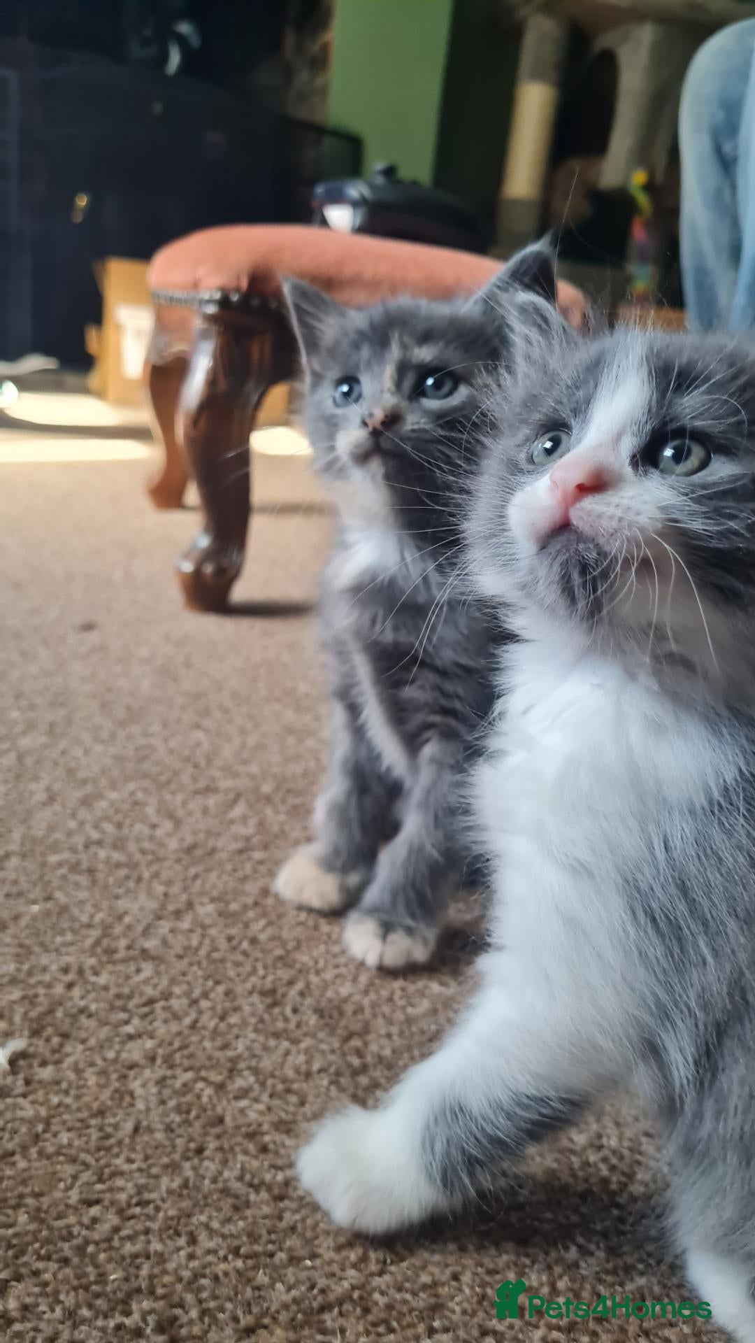 Mixed Breed cats 2 cute girl kittens - Advert 1