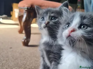 Mixed Breed cats 2 cute girl kittens - Advert 1