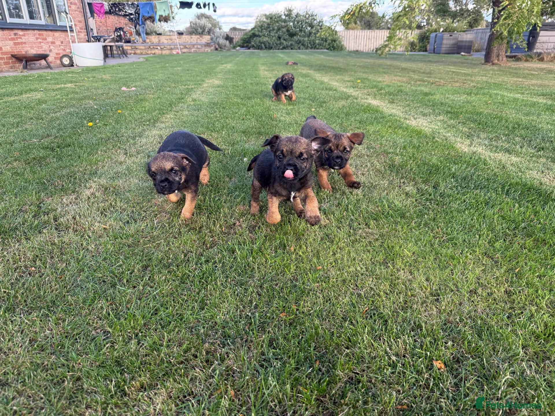 Border Terrier dogs 🧡Fabulous KC SLEM Clear Border Terriers - Advert 2