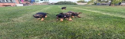 Border Terrier dogs for sale: 🧡Fabulous KC SLEM Clear Border Terriers - Advert 2