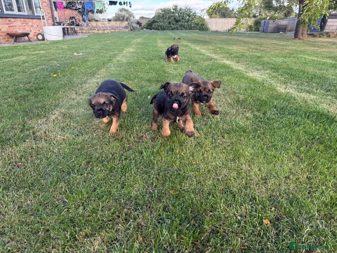 Border Terrier dogs for sale: 🧡Fabulous KC SLEM Clear Border Terriers - Advert 2