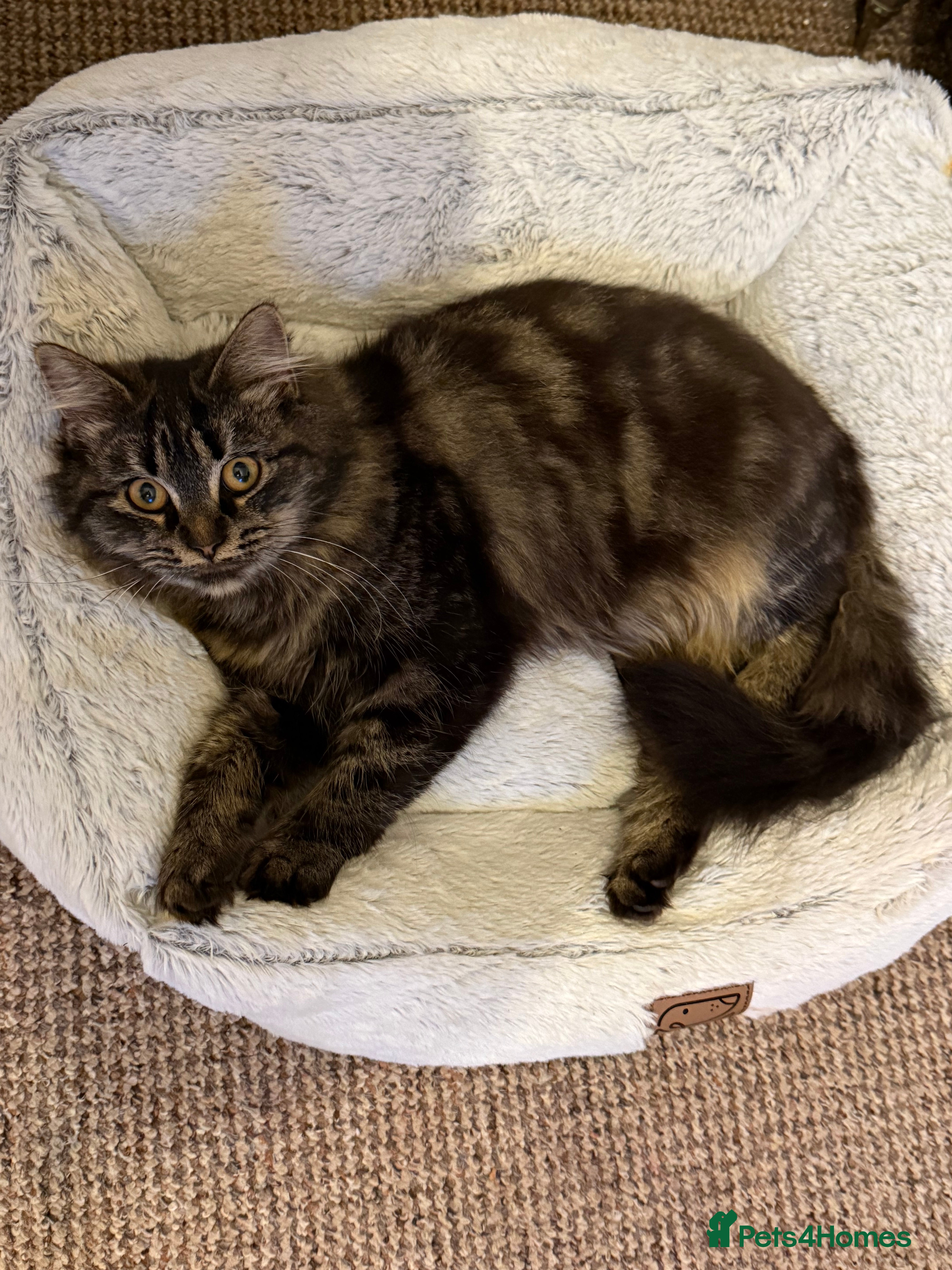 Mixed Breed cats Blacky and Stormy  - Advert 2