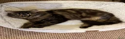 Mixed Breed cats for sale: Blacky and Stormy  in Luton - Advert 1