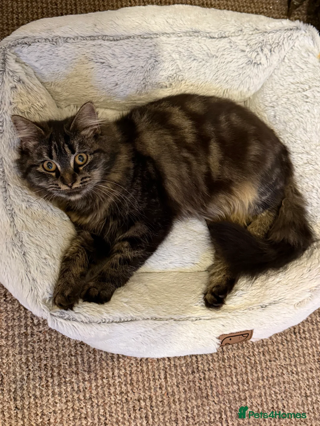 Mixed Breed cats for sale: Blacky and Stormy  in Luton - Advert 1