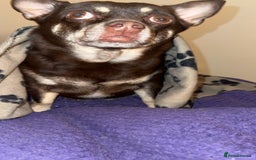 Pomchi dogs for sale: Choco- Reluctant rehoming - Image 6