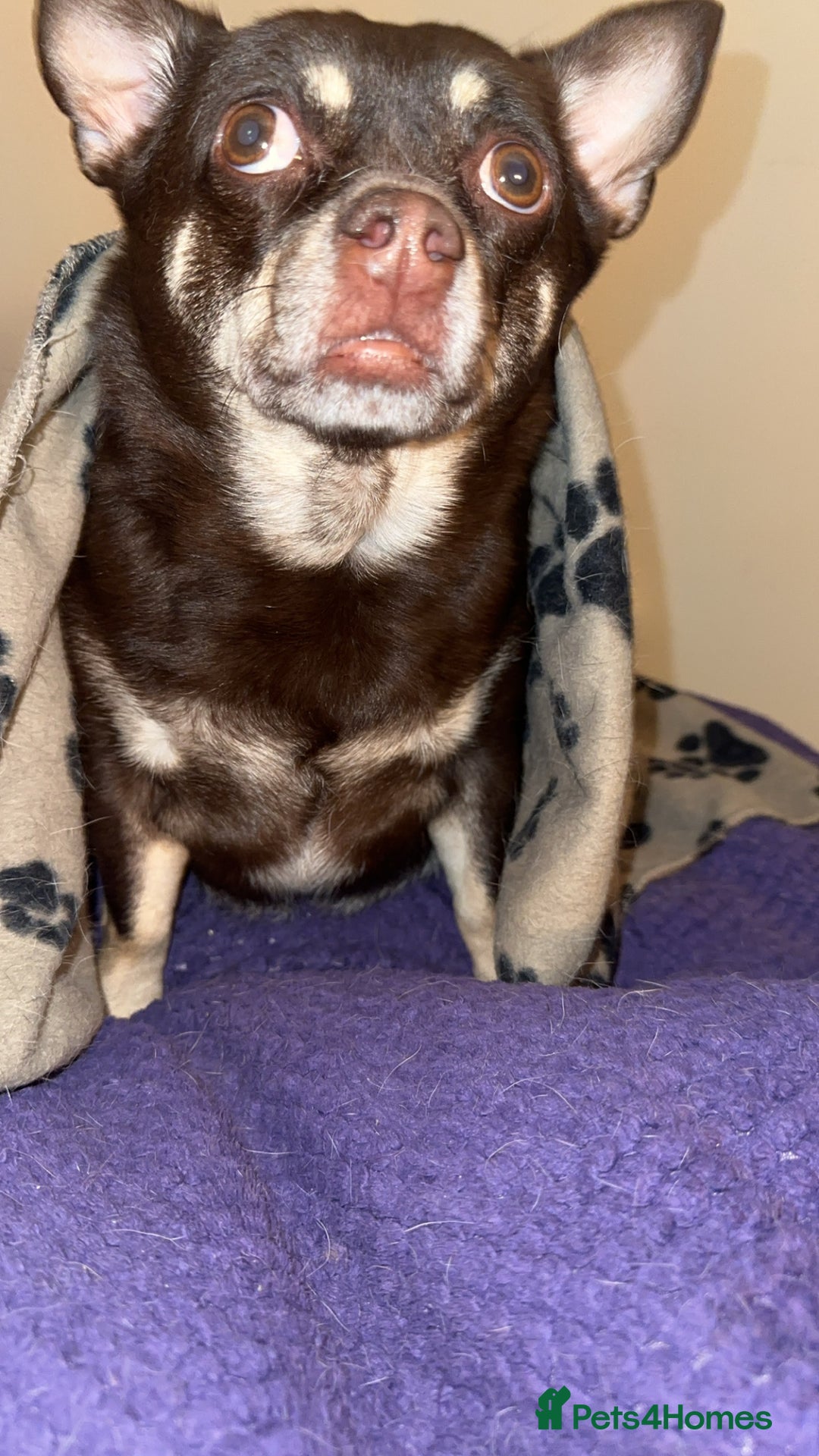 Pomchi dogs for sale: Choco- Reluctant rehoming - Image 6