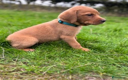 Labrador Retriever dogs for sale: Fox Red Labrador Retrievers - Image 8