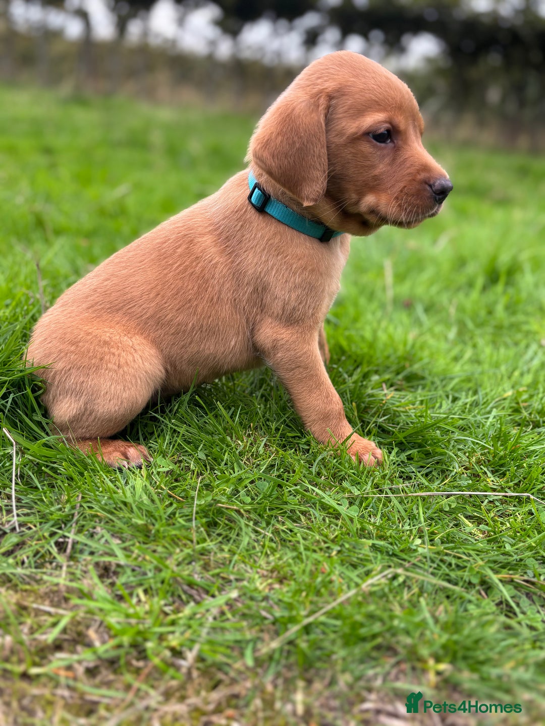 Labrador Retriever dogs for sale: Fox Red Labrador Retrievers - Image 8