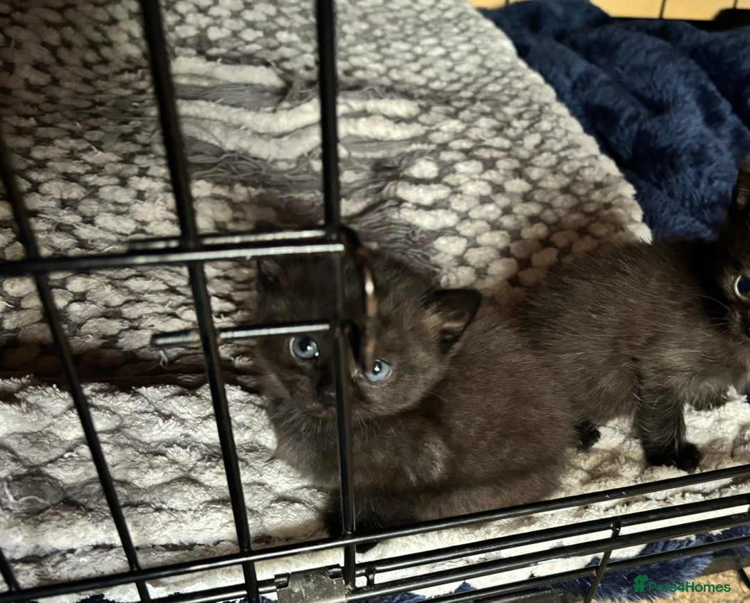 Domestic Shorthair cats for sale: 2 female black/grey kittens - Image 1