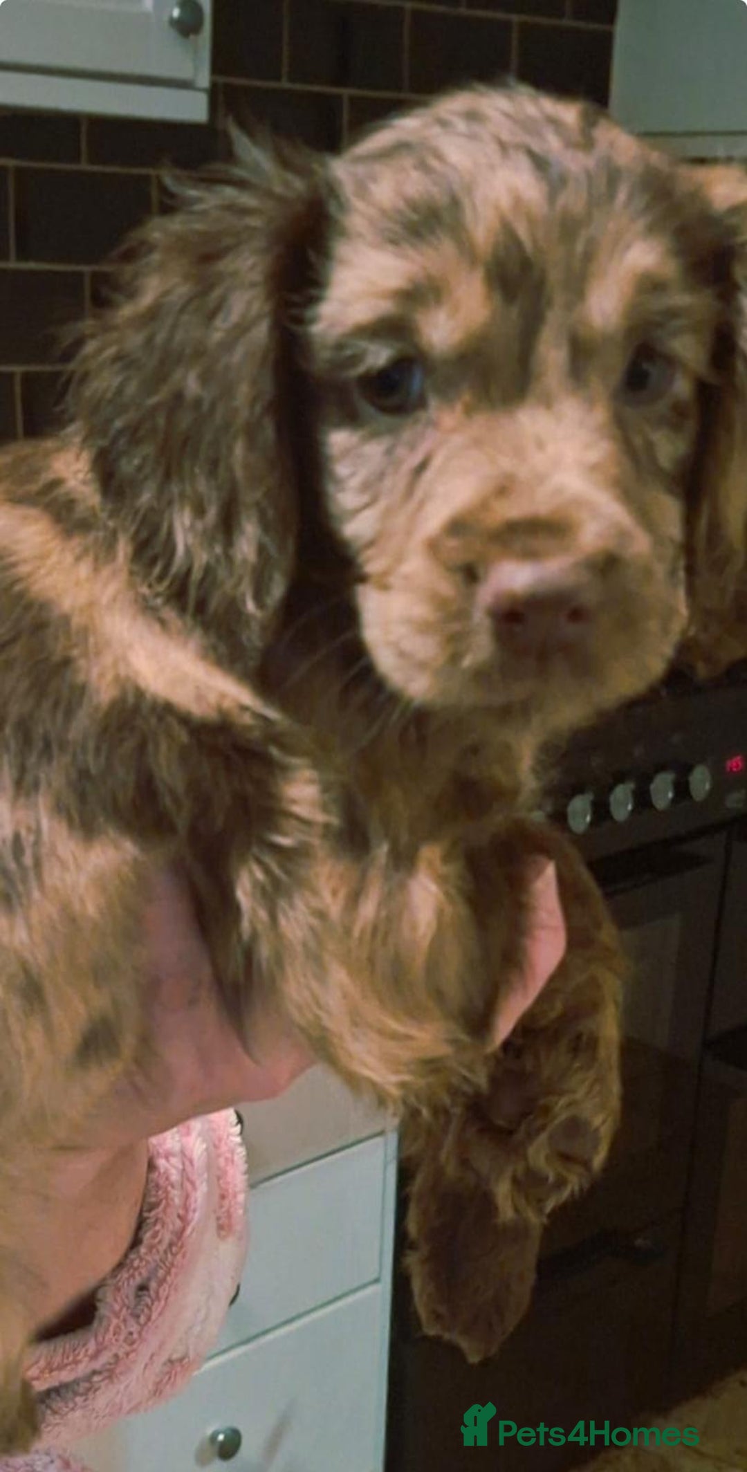 Cocker Spaniel dogs for sale: Cocker spaniel puppies  - Advert 3