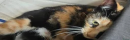 British Shorthair cats for sale: Litter of 5 kittens, ready 9th October  - Advert 1