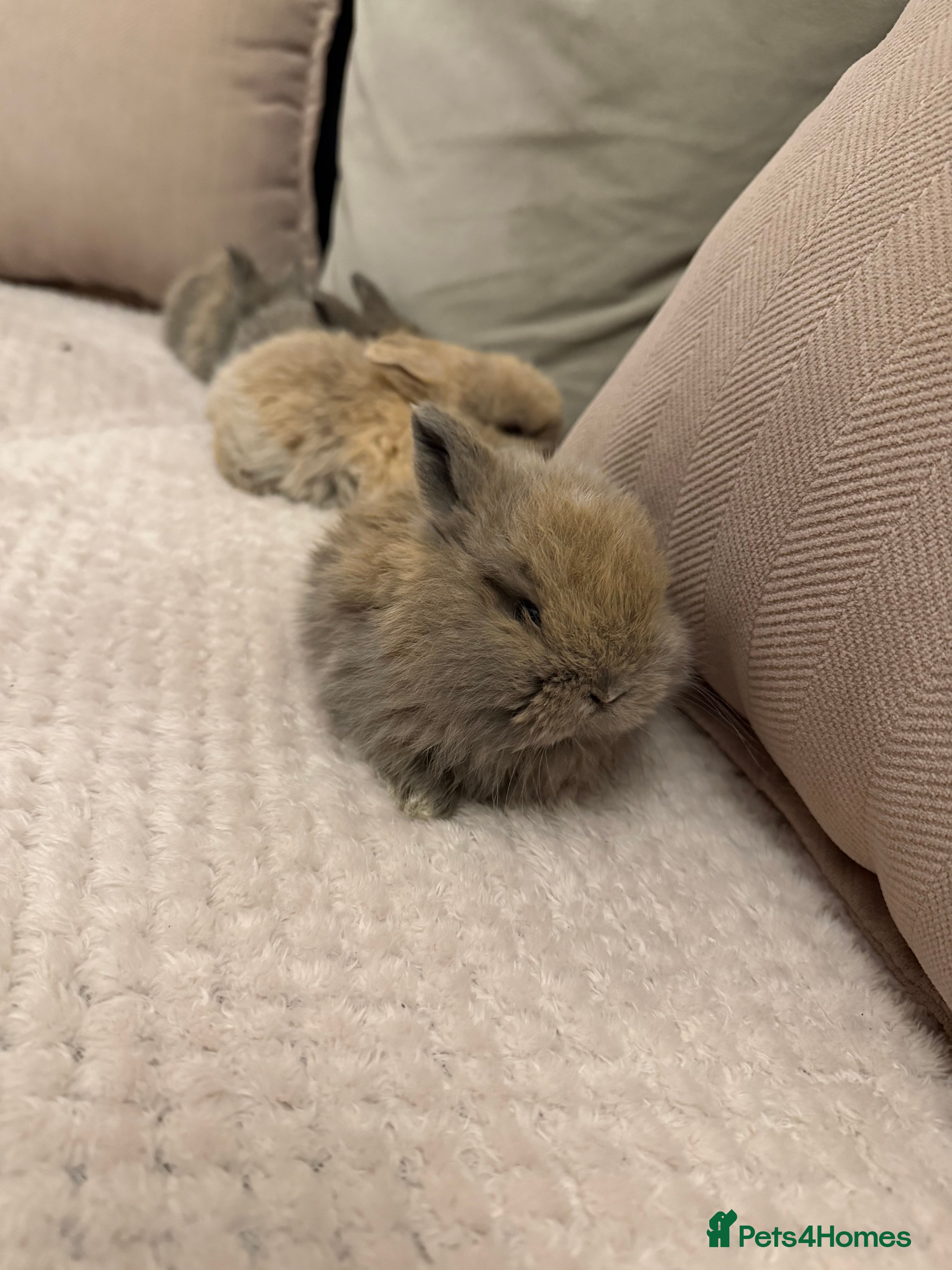 Mini Lop rabbits Beautiful mini lop bunnies - Advert 12