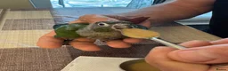 Conures birds for sale: Tamed baby conures - Advert 3