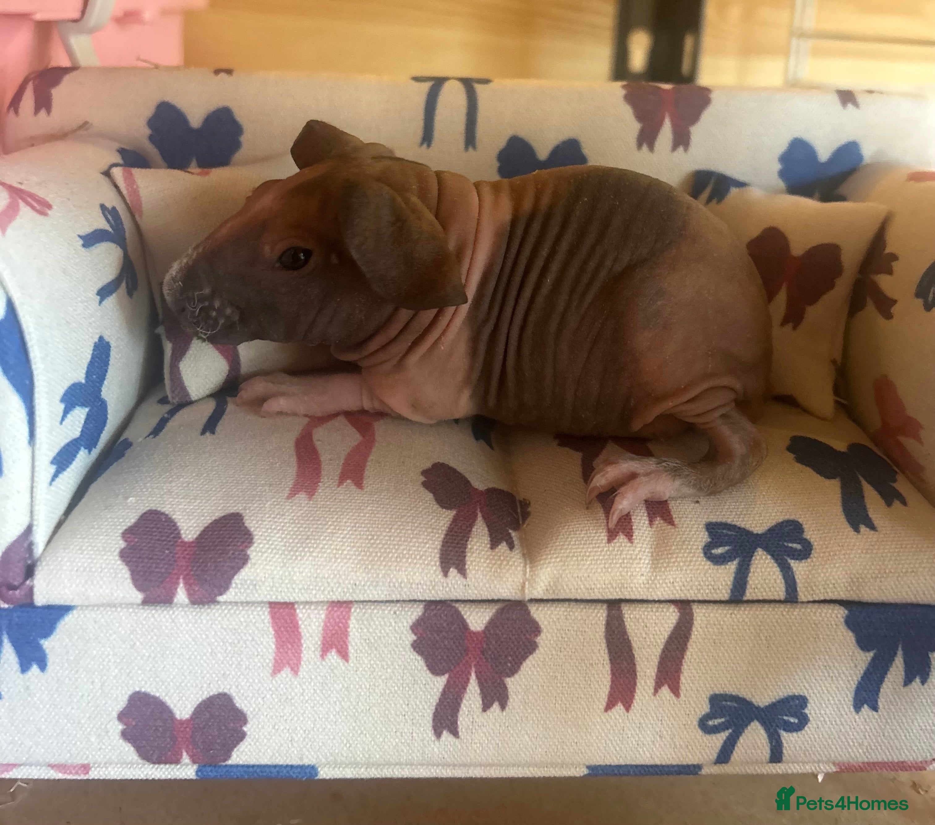 Guinea Pig rodents Skinny pig - Boar and Sow - Advert 6