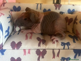 Guinea Pig rodents Skinny pig - Boar and Sow - Advert 6