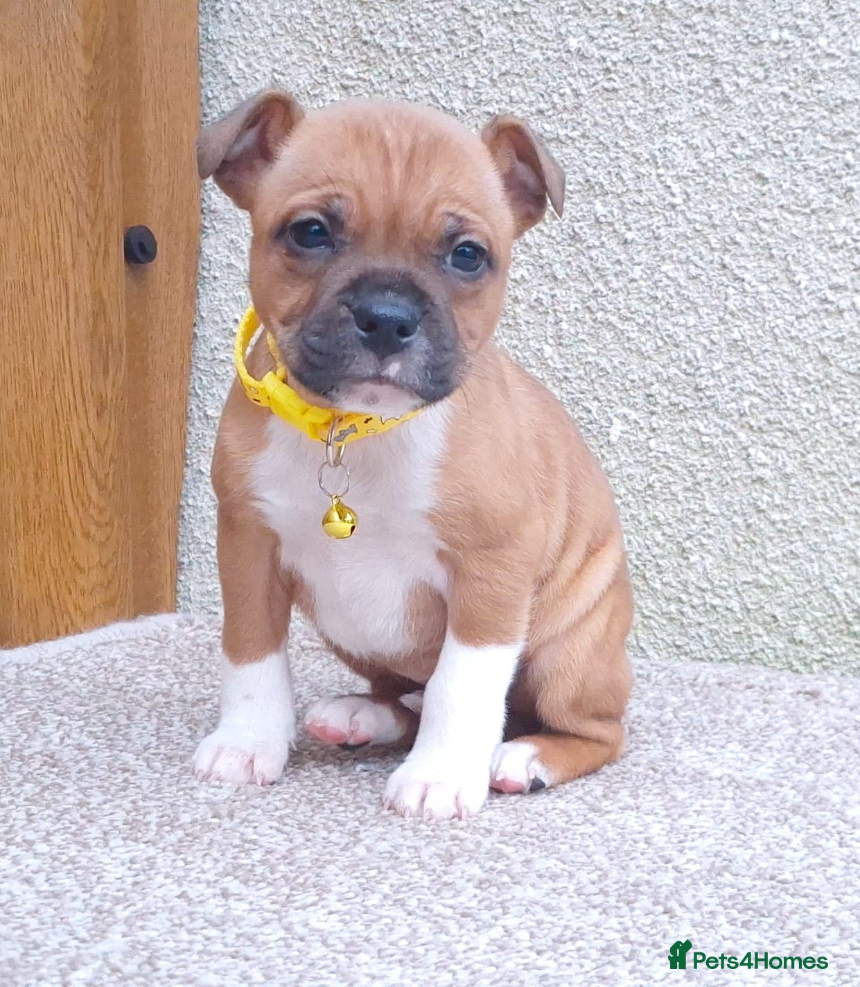 Staffordshire Bull Terrier dogs RED & WHITE SHORT & STOCKY TYPE PUPS AVAILABLE  - Advert 2