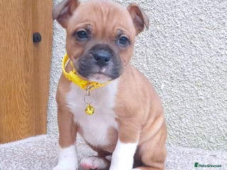 Staffordshire Bull Terrier dogs RED & WHITE SHORT & STOCKY TYPE PUPS AVAILABLE - Advert 2