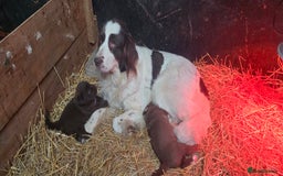 Newfoundland dogs for sale: Beautiful newfoundland puppys - Advert 3