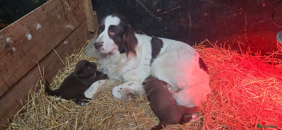 Newfoundland dogs for sale: Beautiful newfoundland puppys - Advert 3
