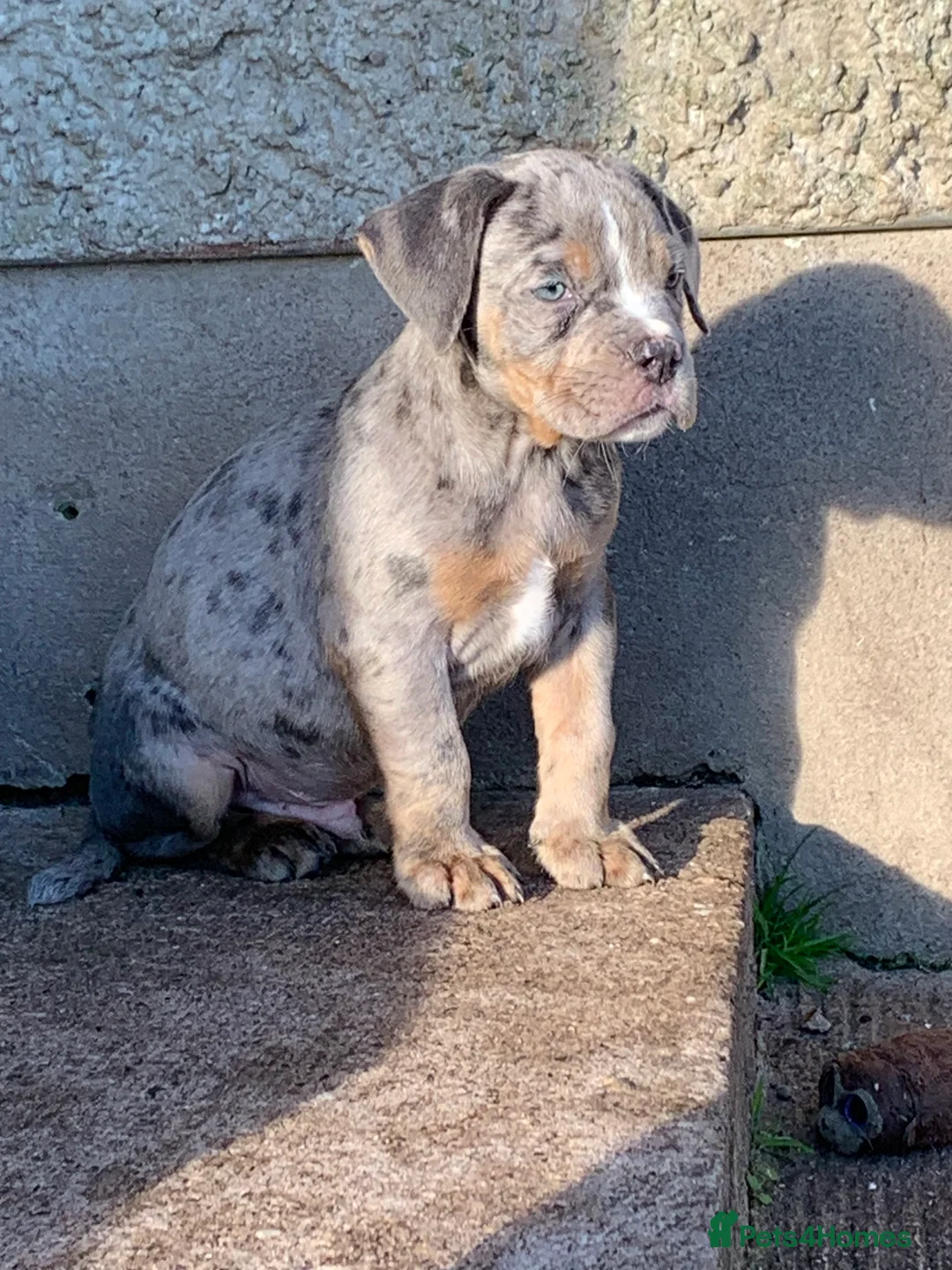 Olde English Bulldogge dogs for sale: Olde English bulldogges generational  - Advert 15