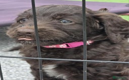 Sproodle dogs for sale: Gorgeous Chocolate Sproodle Puppies - Image 12