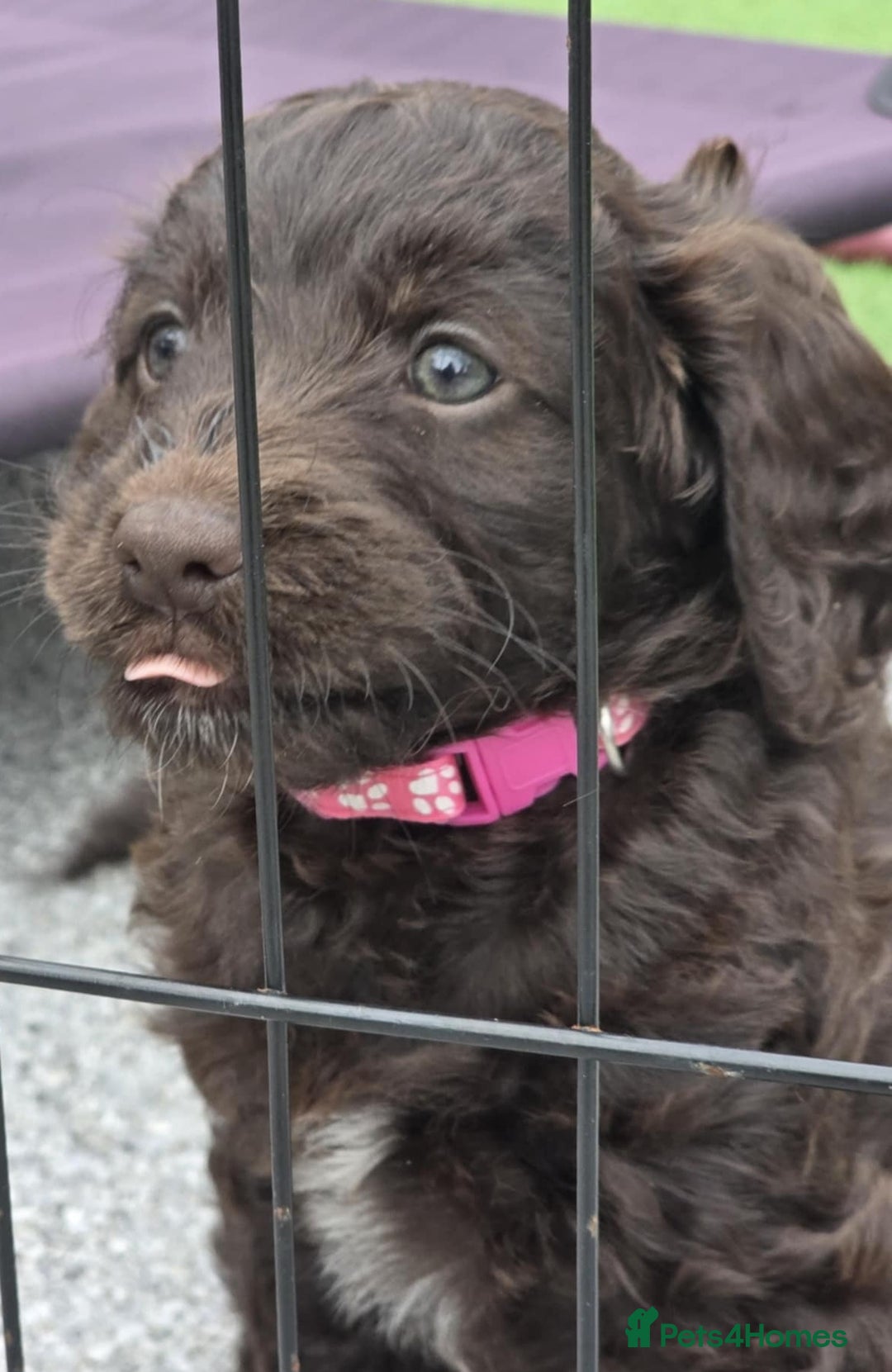 Sproodle dogs for sale: Gorgeous Chocolate Sproodle Puppies - Image 12
