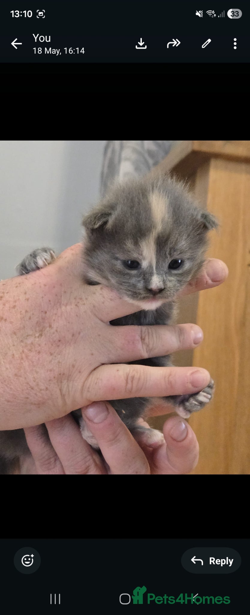 Maine Coon cats for sale: 1 male & 1 female maine coone kittens.  - Advert 3