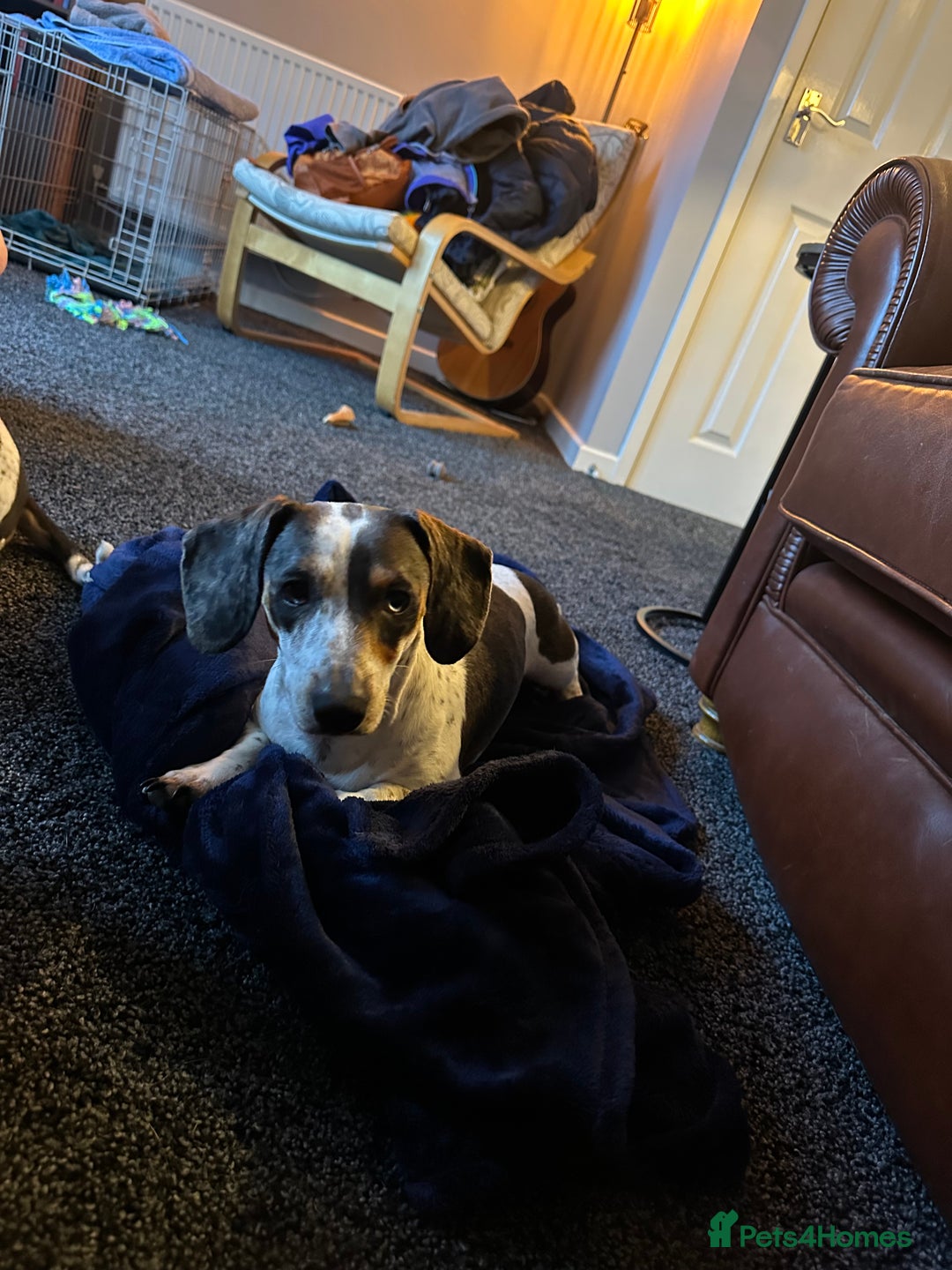 Dachshund dogs for sale: blue piebald Dachshund boys in need of a home - Image 9