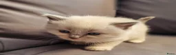 Ragdoll cats for sale: stunning  little  ragdoll  kittens  - Advert 14