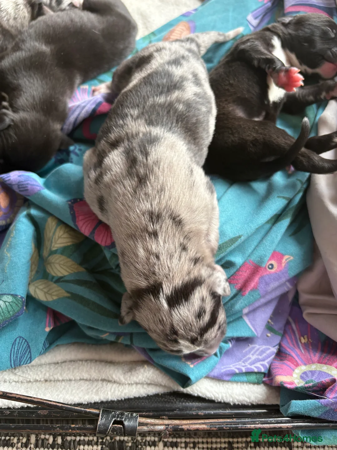 Greyhound dogs for sale: Grayhound 1/3 bullmastiff in Chesterfield - Advert 2