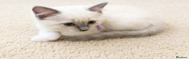 Ragdoll 3