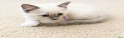 Ragdoll cats for sale:  Blue Ragdoll health tested ready now - Advert 19