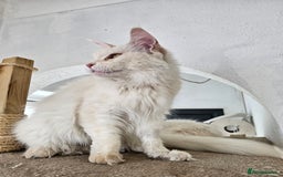 Maine Coon cats for sale: RE-HOMING  - Image 4