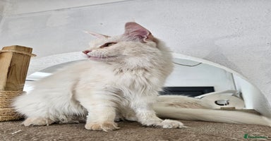 Maine Coon cats - Advert 12