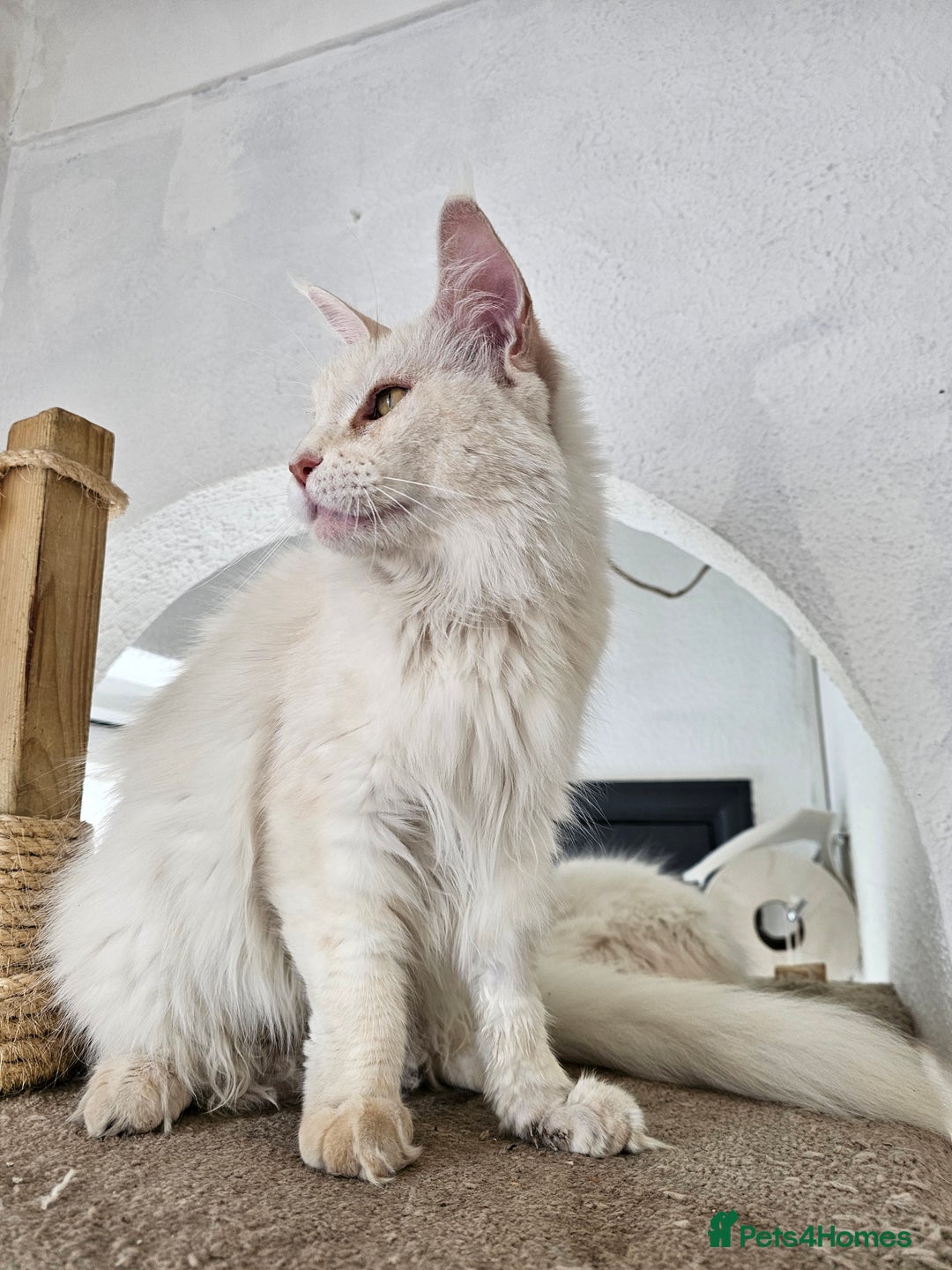 Maine Coon cats for sale: RE-HOMING  - Image 4